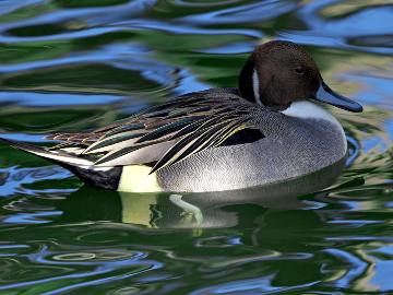 This magnificent photo of a duck in water ... a beautiful model for a decoy ... was taken by California photographer Jon Sullivan.  Type of duck?